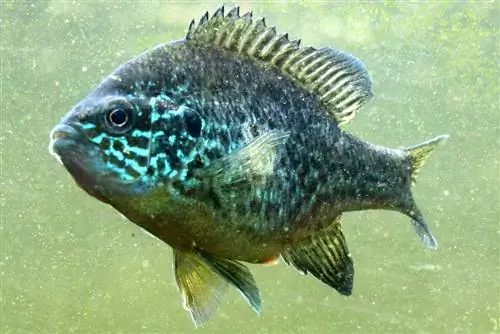 Keeping sunfish in the pond - 7 tips for keeping & food