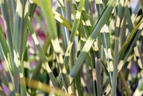 Miscanthus sinensis - herbe zébrée - herbe du porc-épic - roseau zébré