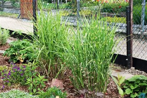 Miscanthus sinensis - cỏ ngựa vằn - cỏ nhím - sậy ngựa vằn