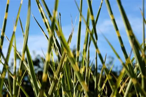 Cutting zebra grass - When should you cut it back?