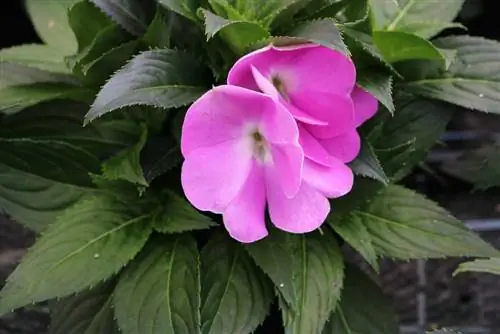 Edele Lieches - Impatiens Nieuw-Guinea