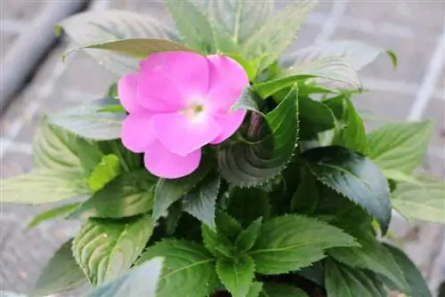 Edellieschen, Impatiens New Guinea: 15 tips til placering & pleje