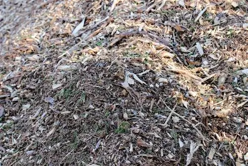 Schorsmulch tegen onkruid: hoe helpt mulch beschermen tegen onkruid?