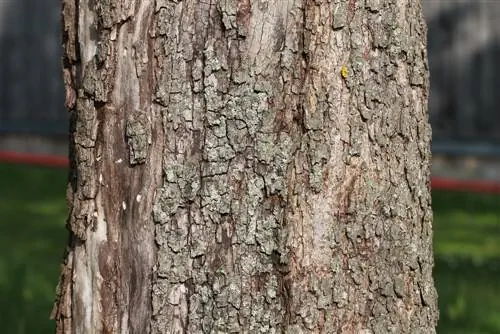 tree bark