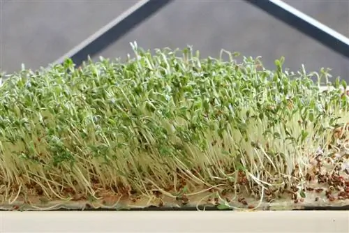 Cress բողբոջում