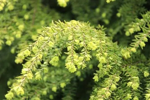 Tsuga canadensis, Canadese hemlockspar