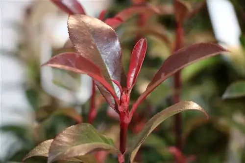 Nespolo - Photinia fraseri