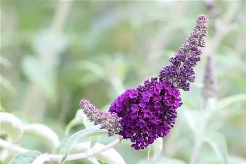 Buddleia - ผีเสื้อม่วง - Buddleja