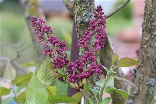 Leptir lila / buddleia - Buddleja