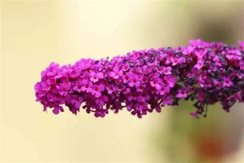 Betapa beracunnya buddleia? - Lilac rama-rama