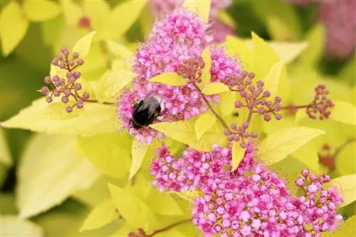 Spiraea japonica, rosa, spiraea enana blanca