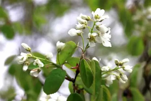 Baya de servicio - Amelanchier lamarckii