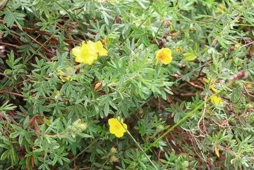 شجيرة الإصبع - Potentilla fruticosa