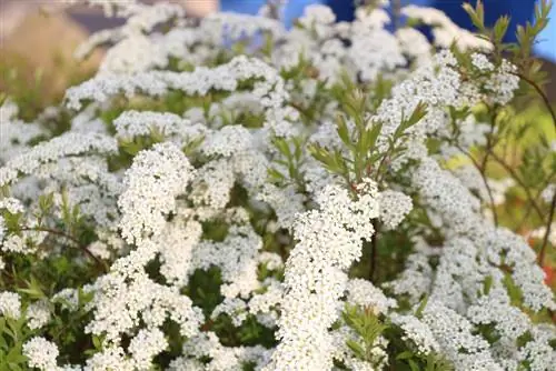 Spiraea arguta, mástil nupcial, mástil de nieve