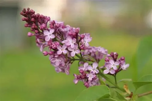 Lilac tree