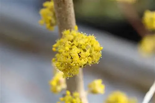 Korneolikirsikka - Cornus mas