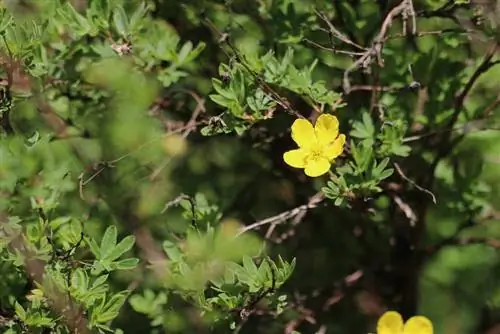 Parmak çalısı - Potentilla