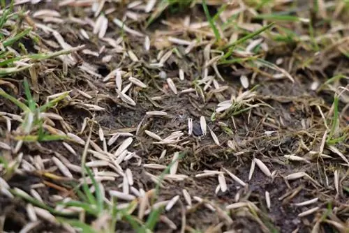 Benih rumput bercambah: berapa lama masa yang diambil untuk benih rumput bercambah?