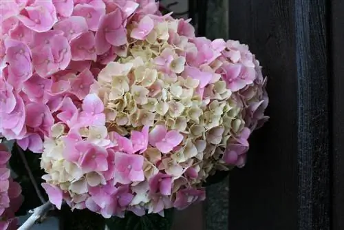 Hydrangea