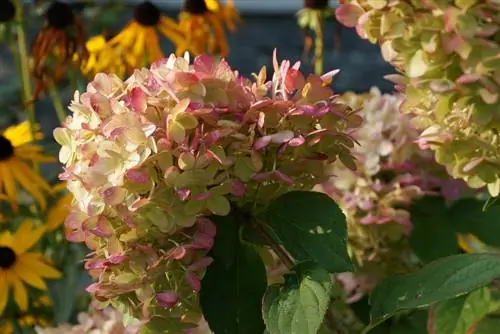 hortensias