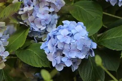 Wanneer blom hortensia? - Begin en duur van die blomperiode