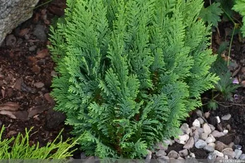 yellow cypress - Chamaecyparis lawsoniana