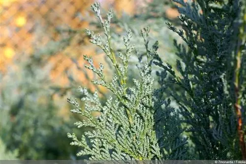 cyprès jaune - Chamaecyparis Lawsoniana