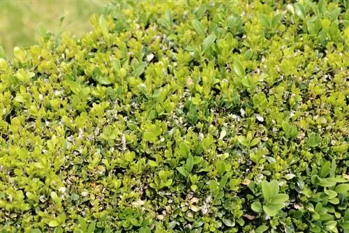 Recognize boxwood diseases