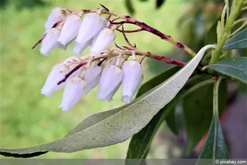 Лаванда цэцгийн хизер - сүүдрийн хонх (Pieris) - орны хил болгон