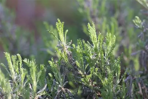 Holywort (Santolina chamaecyparissus) როგორც საზღვარი