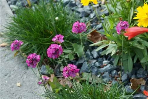 Cravo de grama (Armeria) como borda da cama