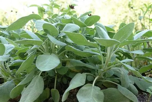 Sage (Salvia) como fronteira