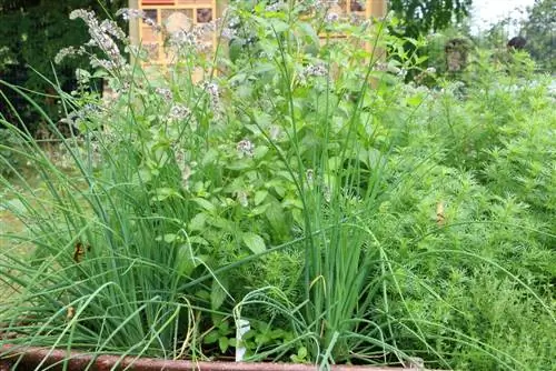 Bedrand gemaakt van planten: welke zijn geschikt als perkenrand?