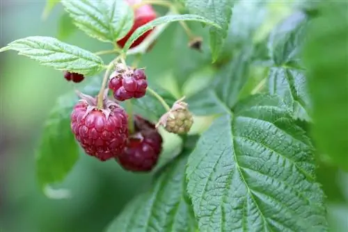 Raspberries - Rubus idaeus