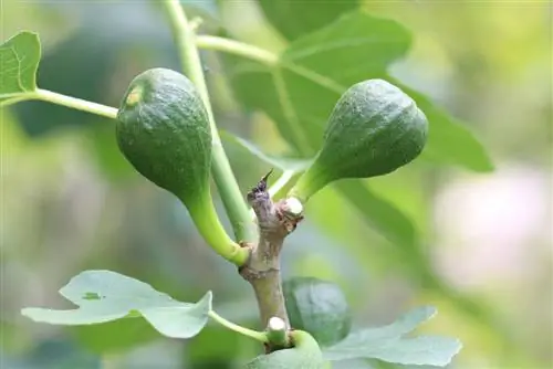 Fig tree - Ficus carica