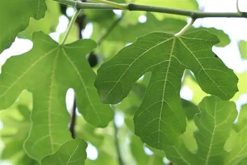 Fig tree - Ficus carica