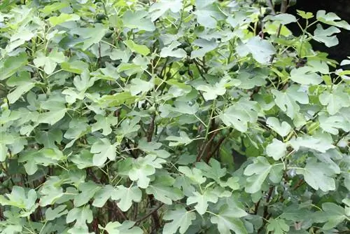 Fig tree - Ficus carica