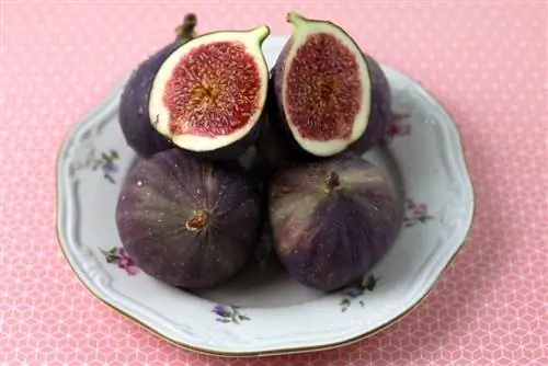 Figs - Ficus carica