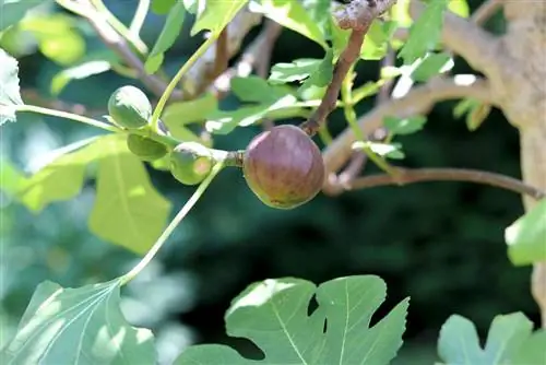 ლეღვის ხე, Ficus carica: მოვლა A-Z-დან - 4 რჩევა ზრდისთვის