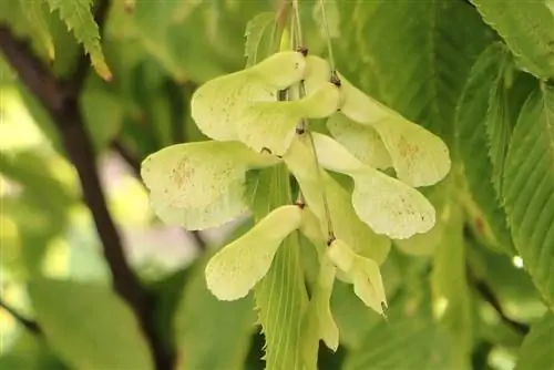 Acer carpinifolium, haagbeukbladige esdoorn