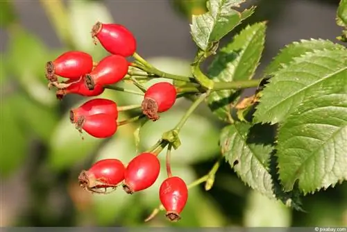 Bëni vetë pluhurin tuaj për kruajtje - Udhëzime për Rosehip, Pepper & Co