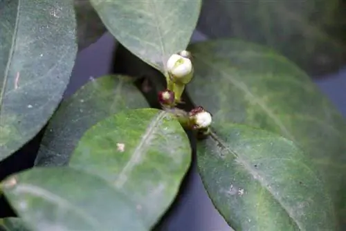 Albero di limone - istruzioni per la cura