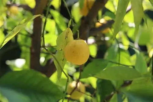 Pohon lemon - instruksi perawatan