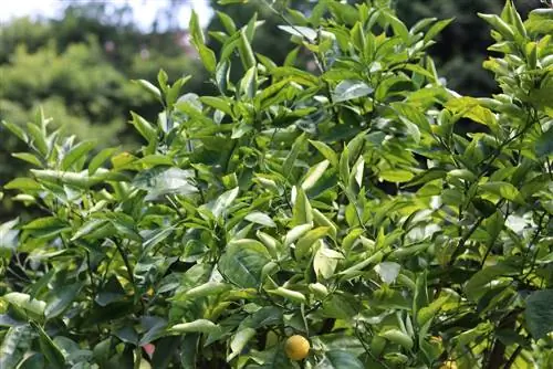 Albero di limone: cura dalla A alla Z - Informazioni su malattie, ubicazione & altro