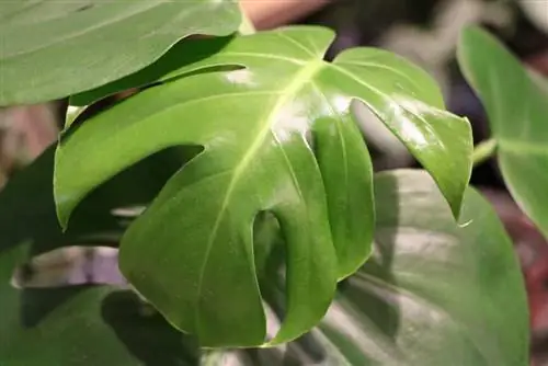 Monstera - hoja de ventana