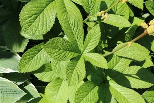 Rodgersia aesculifolia Batalin، ورق الكستناء