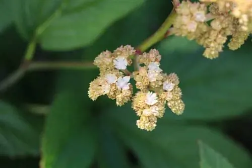 Rodgersia aesculifolia Batalin، ورق الكستناء