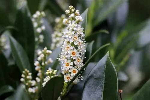 Kiraz defnesi - Prunus laurocerasus