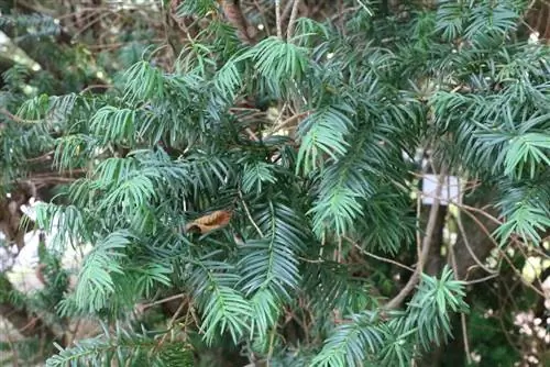 Tis obyčajný - Taxus baccata