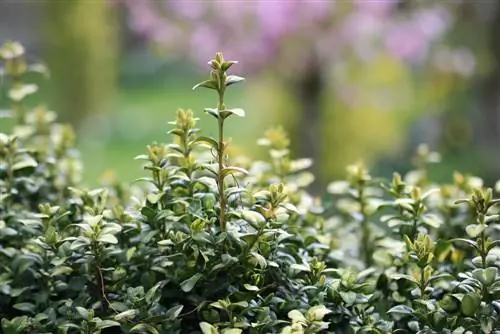 Boxwood - Buxus